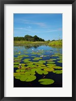Framed Water lilies, Okavango Delta, Botswana, Africa
