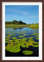 Framed Water lilies, Okavango Delta, Botswana, Africa