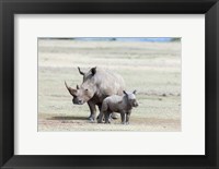 Framed White rhinoceros mother with calf, Kenya