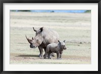 Framed White rhinoceros mother with calf, Kenya