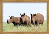 Framed White rhinoceros, Kenya