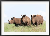 Framed White rhinoceros, Kenya