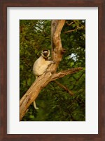 Framed Verreaux's sifaka primate, Berenty Reserve, MADAGASCAR