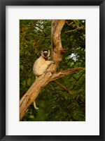 Framed Verreaux's sifaka primate, Berenty Reserve, MADAGASCAR