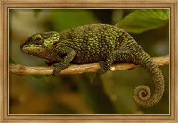 Framed True Chameleon, Lizard, Madagascar, Africa