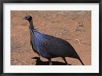 Framed Vulturine Guinea Fowl, Kenya