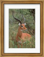 Framed Wild Male Impala, Tanzania
