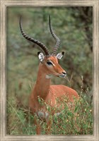 Framed Wild Male Impala, Tanzania