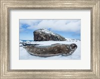 Framed Weddell Seal resting on Deception Island, Antarctica