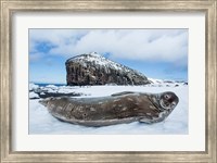 Framed Weddell Seal resting on Deception Island, Antarctica