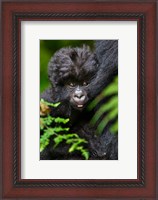 Framed Umubano Group Of Mountain Gorillas, Volcanoes National Park, Rwanda