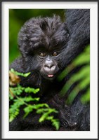 Framed Umubano Group Of Mountain Gorillas, Volcanoes National Park, Rwanda