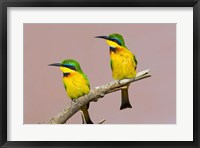 Framed Two little bee-eater birds on limb, Kenya