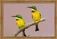 Framed Two little bee-eater birds on limb, Kenya