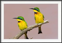 Framed Two little bee-eater birds on limb, Kenya