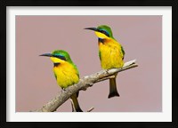 Framed Two little bee-eater birds on limb, Kenya