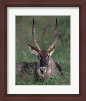 Framed Waterbuck, Kenya