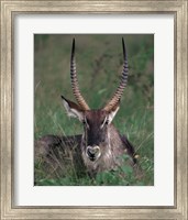 Framed Waterbuck, Kenya