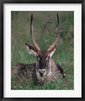 Framed Waterbuck, Kenya