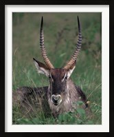 Framed Waterbuck, Kenya