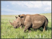 Framed White rhinoceros, Ceratotherium simum, Kenya, Africa