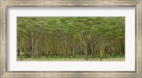 Framed Yellow Fever Tree, Lake Nakuru National Park, Kenya