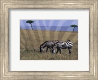 Framed Zebra on the Serengeti, Kenya