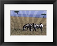 Framed Zebra on the Serengeti, Kenya