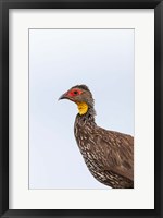 Framed Yellow-necked Spurfowl, Lewa, Kenya