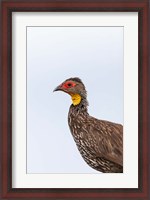 Framed Yellow-necked Spurfowl, Lewa, Kenya