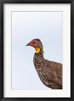 Framed Yellow-necked Spurfowl, Lewa, Kenya