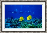 Framed Yellow Butterflyfish with Scuba Divers, Red Sea, Egypt