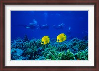 Framed Yellow Butterflyfish with Scuba Divers, Red Sea, Egypt