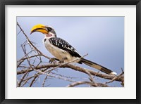 Framed Yellow-billed Hornbill perched in tree, Samburu Game Reserve, Kenya