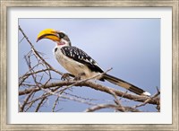 Framed Yellow-billed Hornbill perched in tree, Samburu Game Reserve, Kenya