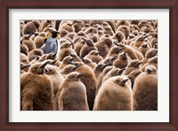 Framed Young King Penguin Chicks in Brown Coats, South Georgia Island, Antarctica