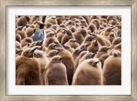 Framed Young King Penguin Chicks in Brown Coats, South Georgia Island, Antarctica