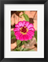 Framed Zinnia flower, Antananarivo, Madagascar