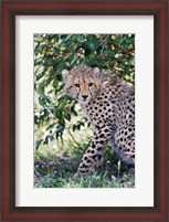 Framed Young cheetah resting beneath bush, Maasai Mara, Kenya