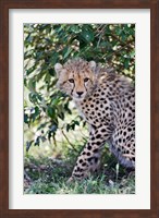 Framed Young cheetah resting beneath bush, Maasai Mara, Kenya