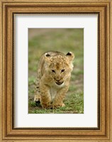 Framed Young lion cub, Masai Mara Game Reserve, Kenya
