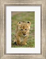 Framed Young lion cub, Masai Mara Game Reserve, Kenya
