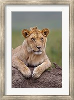 Framed Young male lion on termite mound, Maasai Mara, Kenya