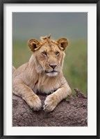 Framed Young male lion on termite mound, Maasai Mara, Kenya