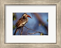 Framed Zimbabwe, Hwange NP, Red-billed hornbill bird