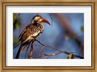 Framed Zimbabwe, Hwange NP, Red-billed hornbill bird