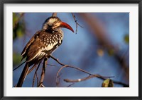 Framed Zimbabwe, Hwange NP, Red-billed hornbill bird