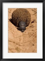 Framed Zimbabwe. Dung Beetle insect rolling dung ball