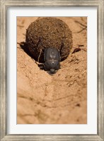 Framed Zimbabwe. Dung Beetle insect rolling dung ball