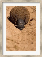 Framed Zimbabwe. Dung Beetle insect rolling dung ball